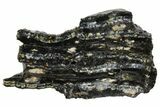 2.4" Mammoth Molar Slice With Case - South Carolina - #130679-1